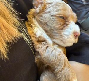 Amalia Granata Instagram - El Día Nacional del Perro se conmemora el 2 de junio de cada año en la Argentina, con el objetivo de destacar el rol de estas mascotas que, en muchos casos, son considerados un miembro más de la familia.🐾🐶🐾