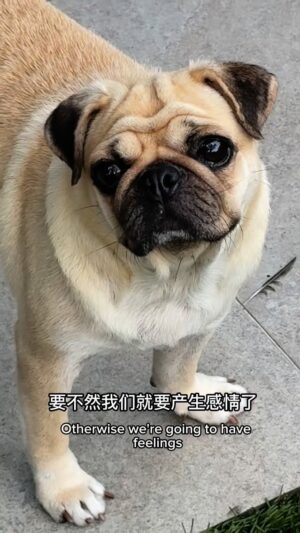 Amber Chia Instagram - LOST & FOUND ~ PUG!
第三天了,谁家的狗呢?🐶