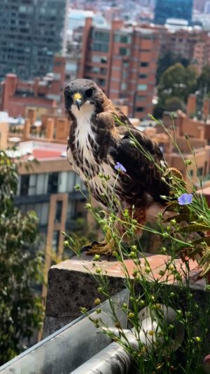 Amparo Grisales Instagram - Está belleza de Halcón Peregrino llegó a mi terraza con su hermoso plumaje y un hermoso mensaje del UNIVERSO…!!!
Conexión con la Divina Creación !
……..UNA VISITA QUE ME DEJÓ EL CORAZÓN VIBRANTE DE AMOR!!
#conectandoconeluniverso
#conectandoconángeles
#mensajedeamor💕