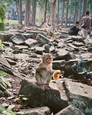Anna Iriyama Instagram - ガジュマルに侵食された遺跡タ・プローム🌳🪵
遺跡の中で謎の現地おじさんが次から次へといろんなフォトスポットに案内してくれて、頼んでないけどいっぱい写真撮ってくれて、のちに写真見たらプリクラくらいスタイル盛れてて笑った😂
最後の写真はキュートなパンオショコラ泥棒さん🐒🫶🏻
Las ruinas de Ta Prohm están súper invadidas por árboles de banyan, pero ver cómo esos troncos gigantes se enredan con las piedras antiguas fue algo místico, como si la historia y la naturaleza estuvieran abrazadas.🤝🏻
En la última foto aparece un tierno ladrón de pain au chocolat. 🙊🤍