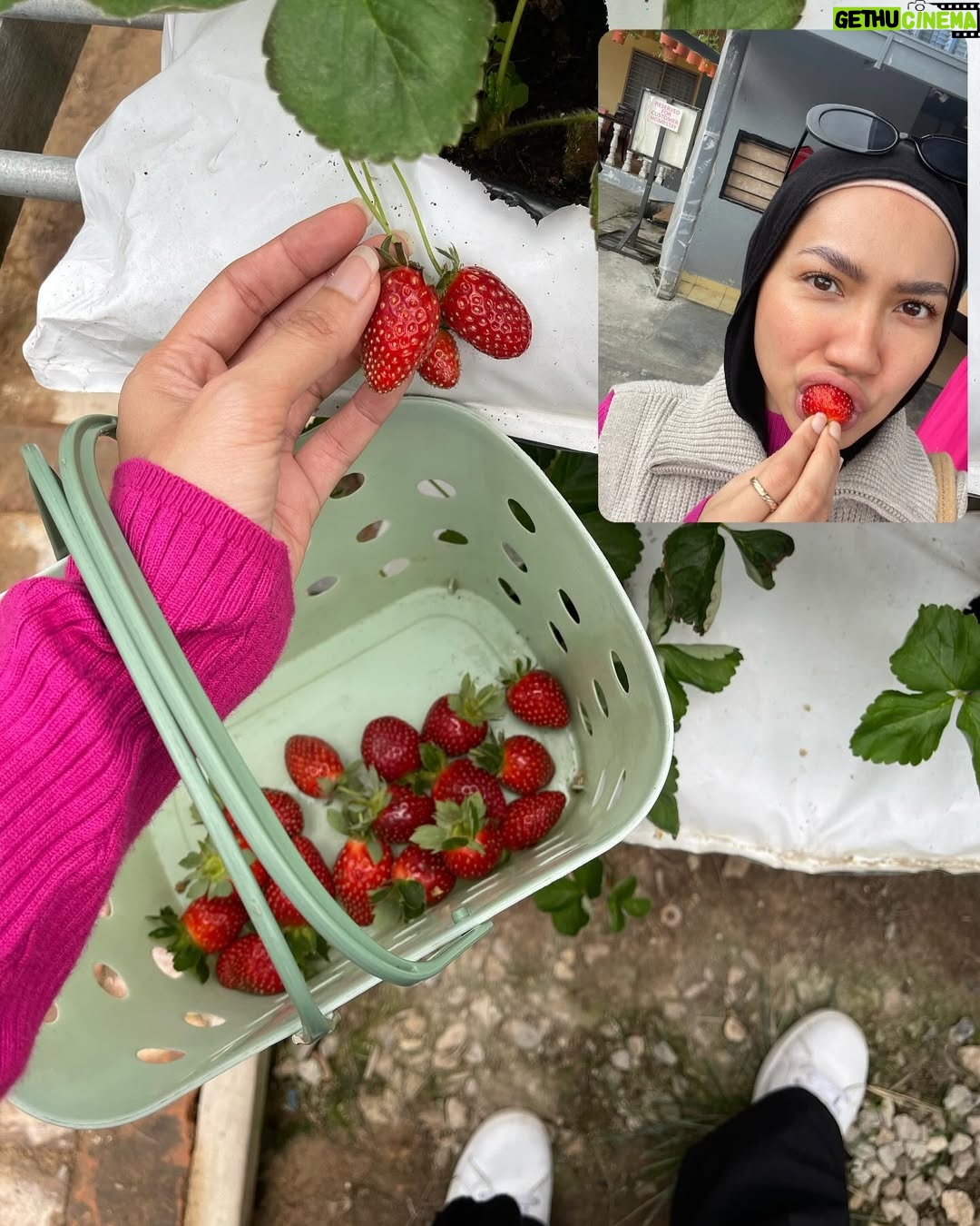 Aprena Manrose - 27.4K Likes - Berrylicious moments captured just for you! 🫠🍓