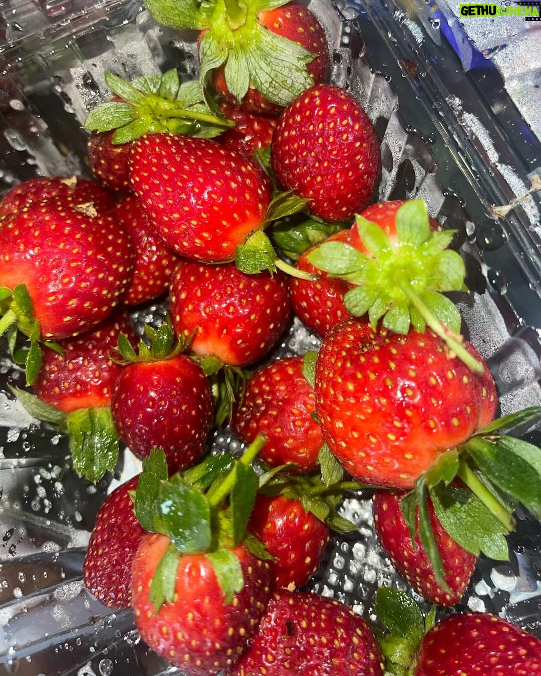 Aprena Manrose - 27.4K Likes - Berrylicious moments captured just for you! 🫠🍓