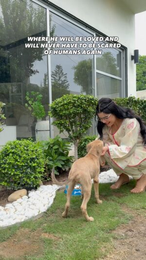 Arooba Batool Instagram - Welcoming the most innocent soul into our homes!What should we name him?🥺
And this is a reminder that we could save so many starving poorly treated stray dogs and if each one of us adopts one and takes care of them! Imagine the impact🤍
#stray #straydogsofinstagram #explore #explorepage #reels #reelsexplore #rescue #rescuecatsofinstagram #rescuedog #adoptionislove #newfamilymember #igdaily