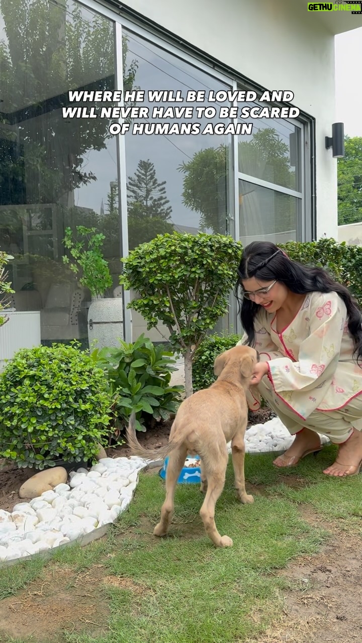 Arooba Batool - 24K Likes - Welcoming the most innocent soul into our homes!What should we name him?🥺

And this is a reminder that we could save so many starving poorly treated stray dogs and if each one of us adopts one and takes care of them! Imagine the impact🤍

#stray #straydogsofinstagram #explore #explorepage #reels #reelsexplore #rescue #rescuecatsofinstagram #rescuedog #adoptionislove #newfamilymember #igdaily