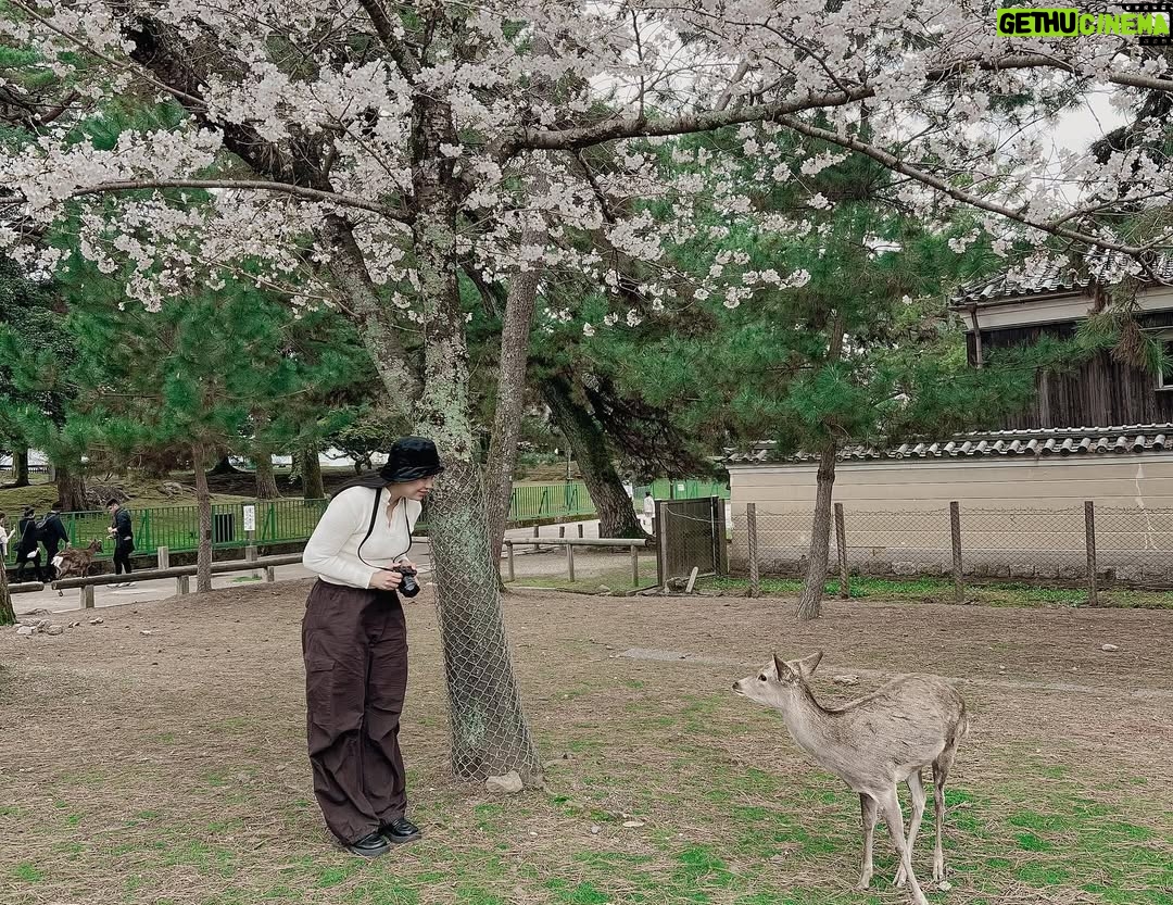 Aye Wutyi Thaung - 1.6K Likes - Stay close to nature 🌸🌸🌸#nara #sakurablossom #2023