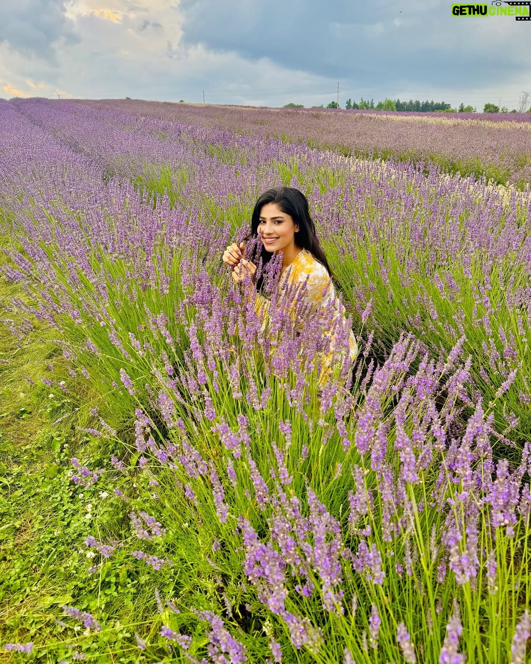 Ayra Bansal - 75.3K Likes - Fields of lavender and endless serenity. 
.
.
#ayrabansal #kelsolavender #newpost #canadatoronto🇨🇦