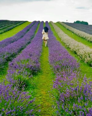 Ayra Bansal Instagram - Fields of lavender and endless serenity.
.
.
#ayrabansal #kelsolavender #newpost #canadatoronto🇨🇦