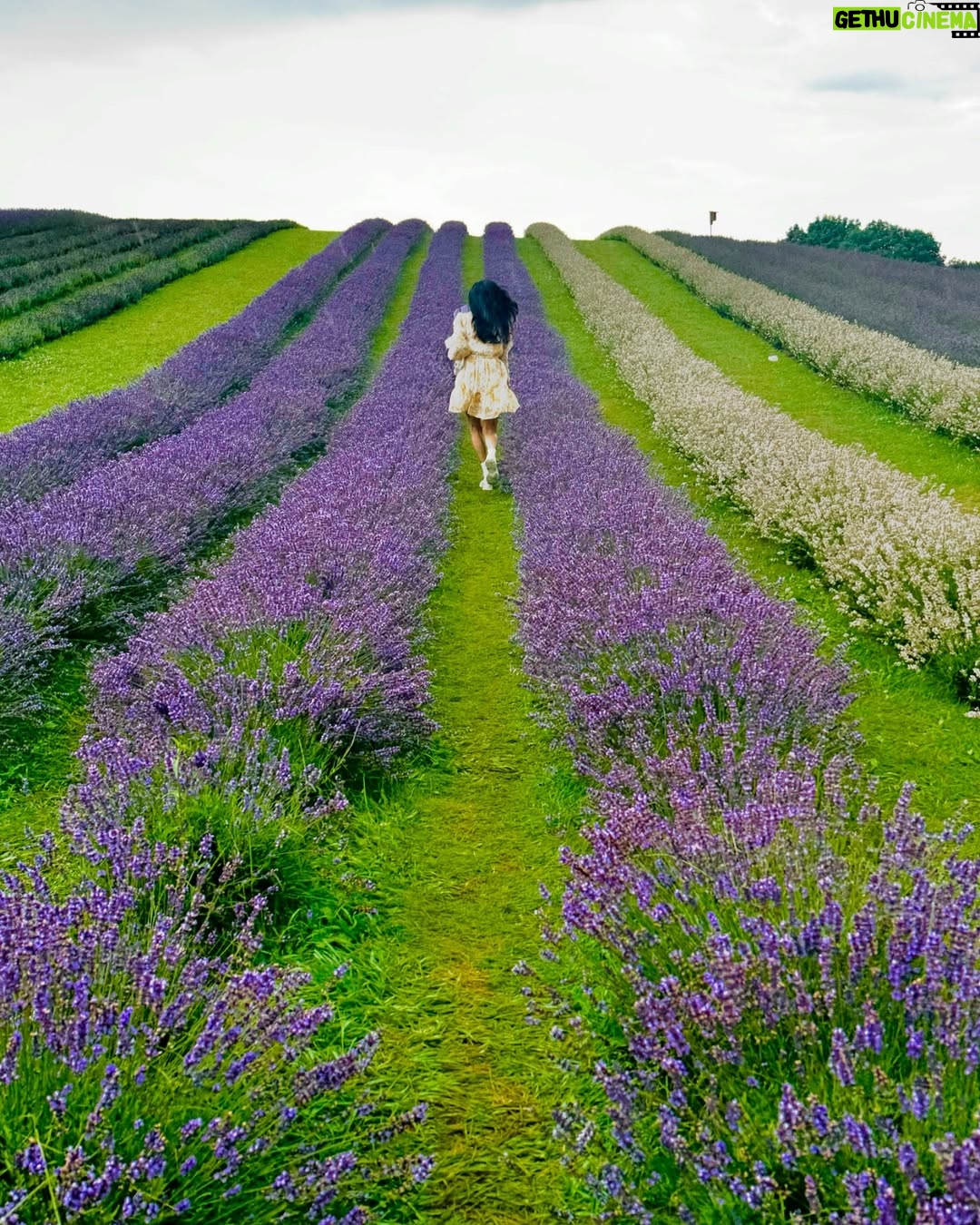 Ayra Bansal - 75.3K Likes - Fields of lavender and endless serenity. 
.
.
#ayrabansal #kelsolavender #newpost #canadatoronto🇨🇦