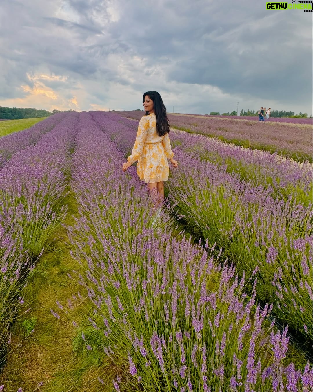 Ayra Bansal - 75.3K Likes - Fields of lavender and endless serenity. 
.
.
#ayrabansal #kelsolavender #newpost #canadatoronto🇨🇦