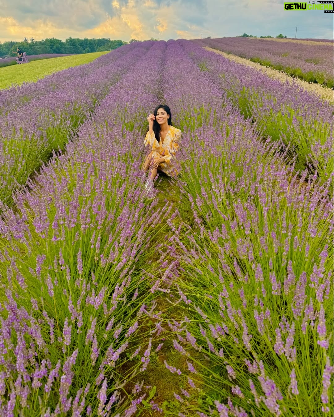 Ayra Bansal - 75.3K Likes - Fields of lavender and endless serenity. 
.
.
#ayrabansal #kelsolavender #newpost #canadatoronto🇨🇦