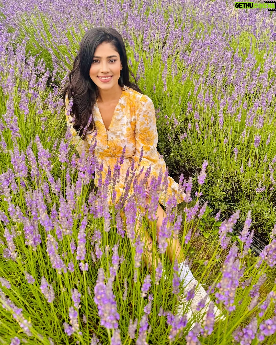 Ayra Bansal - 75.3K Likes - Fields of lavender and endless serenity. 
.
.
#ayrabansal #kelsolavender #newpost #canadatoronto🇨🇦