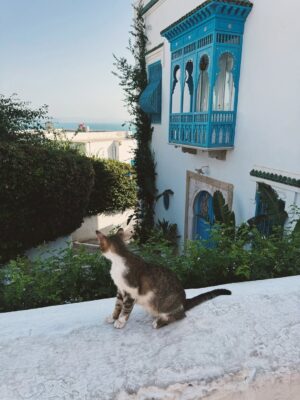 Azza Slimene Instagram - My Tunisia š¹š³ š« #sidibousaid