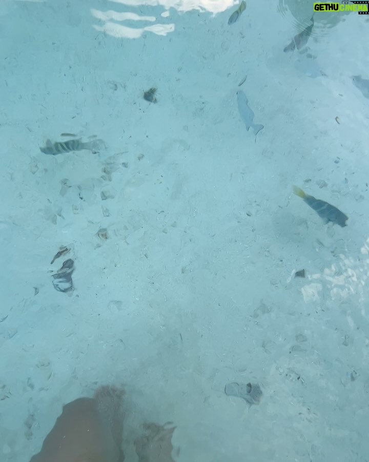 Bhumicka Singh - 35.7K Likes - Moments before we dive into the ocean pics are mandatory @tajmaldives 🦈
#maldives #maldivesislands #maldivesresorts #maldivestrip #maldives🌴 #beachresort #ocean #oceanside #oceanview #oceanlove #beautifuldestinations #travelphotography #travelling #travelawesome #bikini #bikiniseason #picoftheday #oceanbeach #swimlife #fish #babyshark #photodump #taj #tajmaldives
