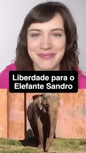 Bianca Bin Instagram - 🚨🐘 Assine a petição pela liberdade do elefante Sandro! 

Sandro vive em confinamento há mais de 40 anos e está sozinho desde 2020, quando sua companheira Haisa morreu. Laudos técnicos e perícias judiciais realizados por especialistas em bem-estar animal são unânimes ao afirmar que o local onde Sandro se encontra, no zoológico de Sorocaba, é inadequado e compromete significativamente sua qualidade de vida.

Mesmo diante de uma ordem judicial, recursos legais têm sido utilizados para adiar o cumprimento da determinação que assegura a Sandro o direito de viver com dignidade em um santuário. Na segunda instância, foi acolhido um recurso que determinou a suspensão temporária de sua transferência para o santuário, sem que fosse ouvida previamente a defesa de Sandro, representada pelo Ministério Público e pela ANDA (Agência de Notícias de Direitos Animais).

Criado por Bianca Bin (@biancafbin), o veterinário Ricardo Garé (@vetricardogare) e Silvana Andrade, jornalista e fundadora da ANDA (@andanews), o manifesto reivindica o cumprimento da decisão judicial que ordena a transferência de Sandro para o santuário especializado, a cessação imediata de quaisquer medidas procrastinatórias que apenas prolongam o sofrimento de Sandro.

✍️ Junte-se a esse movimento e assine o manifesto: change.org/SalveElefanteSandro

#ElefanteSandro #BemEstarAnimal #ElefanteAsiatico #SantuárioElefantes #SantuárioAnimal #ElefantesBrasil
