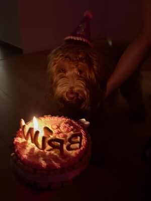 Brenda Di Aloy Instagram - Cumple 1 año mi Bruna🎂Mi compañera de todos los días. Dulce, mimosa, juguetona y protectora. A la que más le gusta remolonear en la cama con mimos a la mañana. La que corre rápido sin parar como una liebre. La que ama meterse a la pileta incluso haciendo 1 grado. Y también la fanática de embarrarse. Por quien rendí mi hogar todo blanco e impecable para que ahora ella sea mi verdadero hogar🫶🏻
Te voy a cuidar para siempre🐾🎀✨