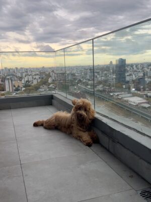 Brenda Di Aloy Instagram - Cumple 1 año mi Bruna🎂Mi compañera de todos los días. Dulce, mimosa, juguetona y protectora. A la que más le gusta remolonear en la cama con mimos a la mañana. La que corre rápido sin parar como una liebre. La que ama meterse a la pileta incluso haciendo 1 grado. Y también la fanática de embarrarse. Por quien rendí mi hogar todo blanco e impecable para que ahora ella sea mi verdadero hogar🫶🏻
Te voy a cuidar para siempre🐾🎀✨