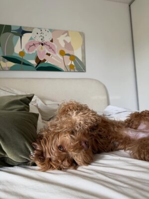Brenda Di Aloy Instagram - Cumple 1 año mi Bruna🎂Mi compañera de todos los días. Dulce, mimosa, juguetona y protectora. A la que más le gusta remolonear en la cama con mimos a la mañana. La que corre rápido sin parar como una liebre. La que ama meterse a la pileta incluso haciendo 1 grado. Y también la fanática de embarrarse. Por quien rendí mi hogar todo blanco e impecable para que ahora ella sea mi verdadero hogar🫶🏻
Te voy a cuidar para siempre🐾🎀✨