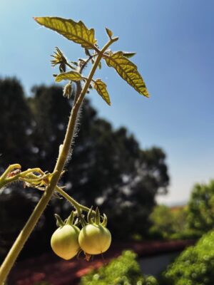 Carlota Boza Instagram - Me esta quedando un junio muy lindo y completito de buenas vibes šāØ
La planta que sale en una de las fotos es mi tomatera. Llevo meses cuidƔndola y por fin estƔn saliendo sus primeros tomatitos son mas lindos! Este es el inicio de mi huertecito :)