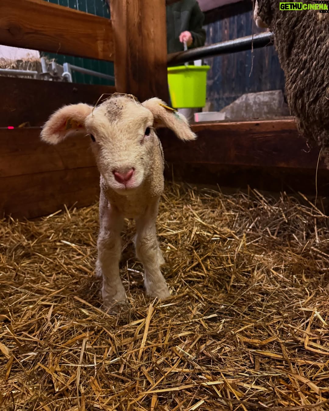 Cheyenne Ochsenknecht - 19.9K Likes - pure farm joy ✨🌾🍼