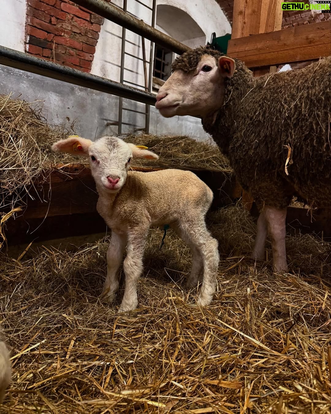Cheyenne Ochsenknecht - 19.9K Likes - pure farm joy ✨🌾🍼