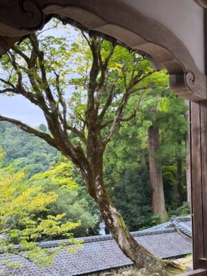 Claudia Lizaldi Instagram - Una mañana conmigo y para mi, el silencio y los sonidos de la naturaleza en Japón son sanadores, tuve la fortuna de sentarme a meditar en este templo y fue absolutamente restaurador Eiheiji sigue activo, los monjes pasan en sus labores a tu lado y me parece por demás generoso el hecho de que se pueda visitar y sentir su energía, también en Ichijodani Asakura que son ruinas recuperadas para su visita significó toda una experiencia, ahí vivían Samurais y poder entrar y ver cómo habitaban el espacio es fantástico, qué gran viaje es Japón… ❤️✨