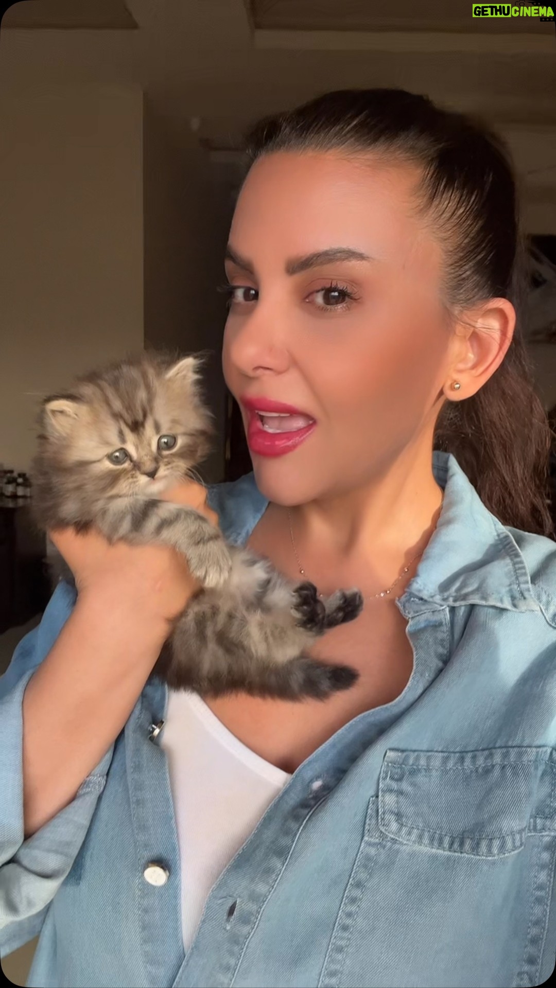 Dana Hamdan - 0.9K Likes - #egypt #fyp #دانا_حمدان #saudi #iraq #qatar #uae #cats_of_instagram