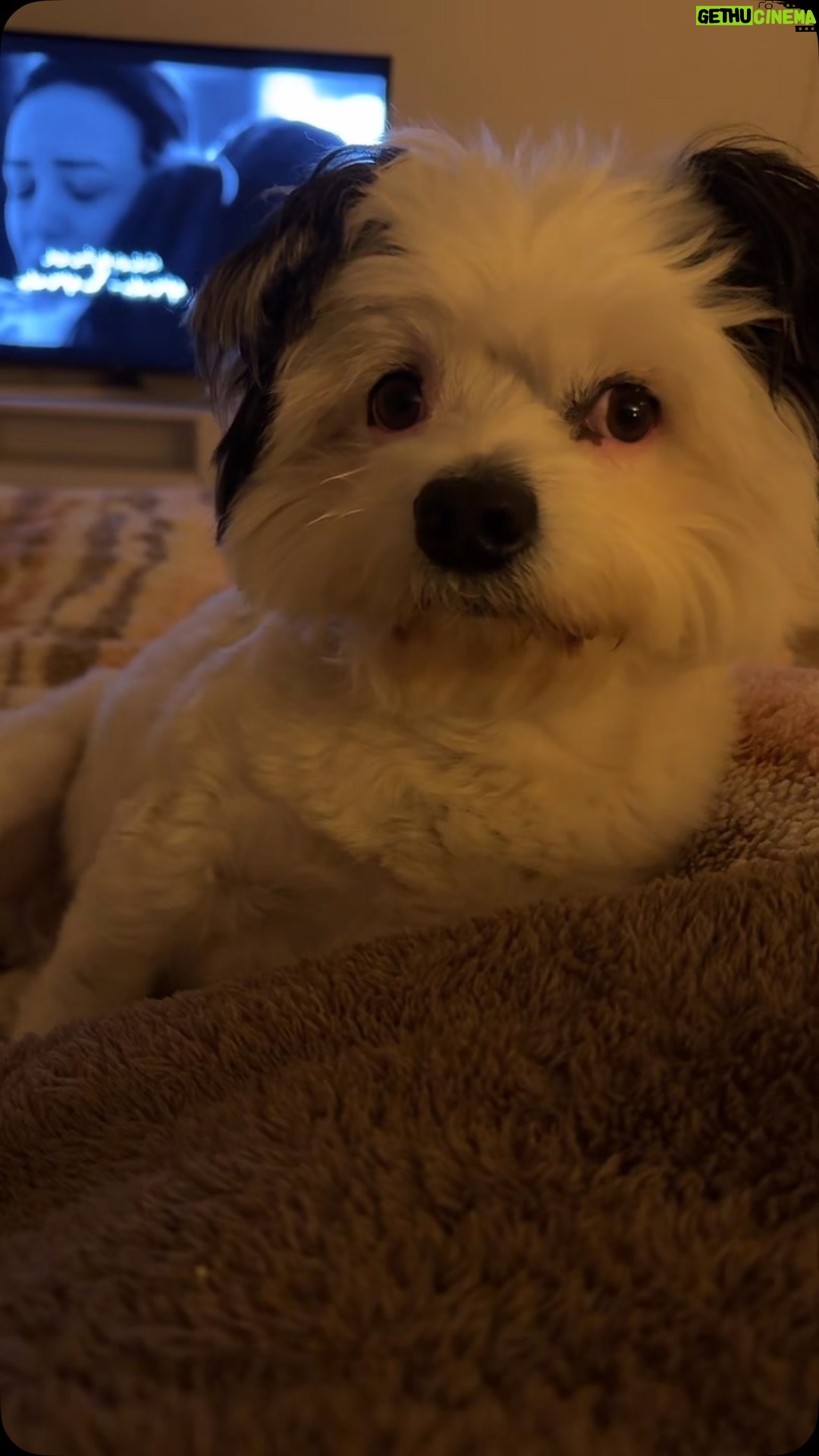 Dana Hamdan - 3.2K Likes - #dogsofinstagram #دبدب #egypt #fyp