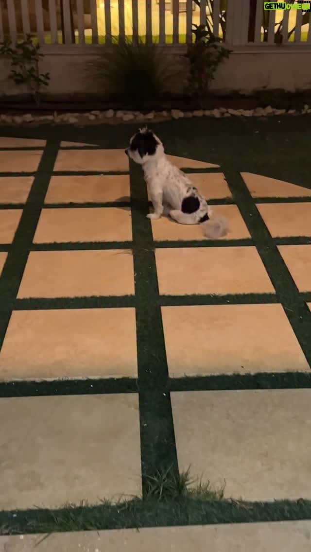 Dana Hamdan - 1K Likes - يا روح قلب امك #دبدب #fyp #dog #dogsofinstagram
