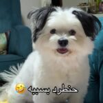 Dana Hamdan