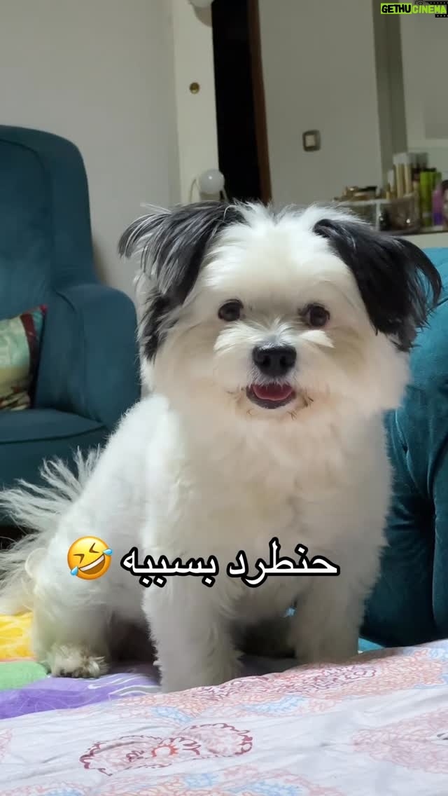 Dana Hamdan - 1K Likes - 😂😂😂😂🫶🏻 #دبدب #egypt #fyp