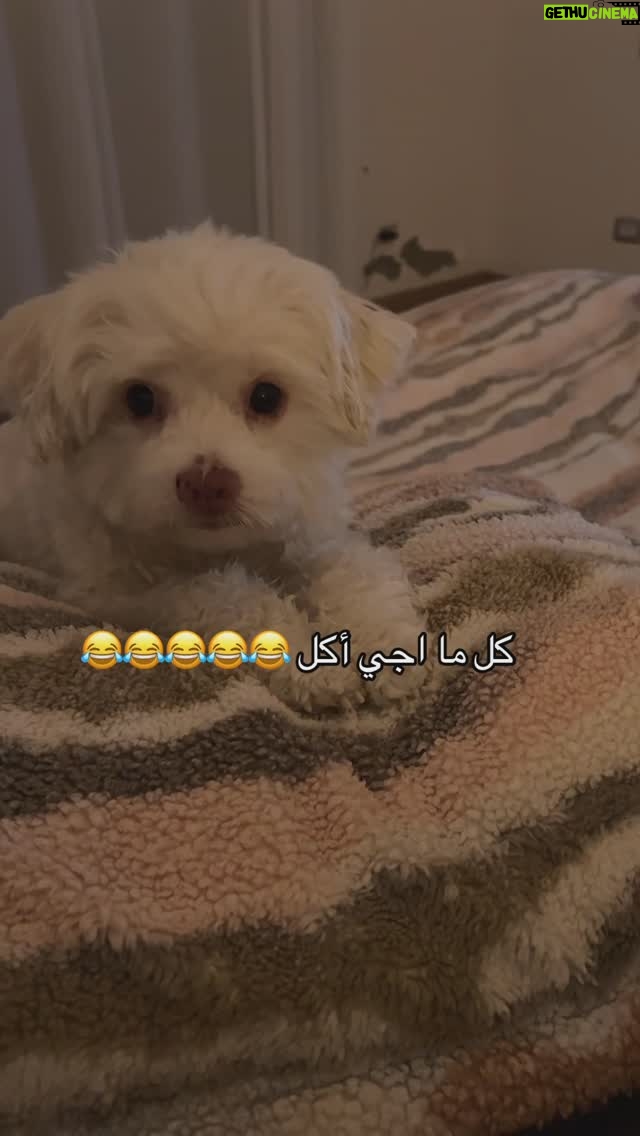 Dana Hamdan - 3.2K Likes - 😂😂😂😂😂😂