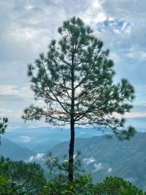 Divyanshi Jaiswal Instagram - I love small getaways from reality 🤌🏼
Lansdowne was peaceful and honestly, just what I needed.
Such a beautiful experience.🌼
