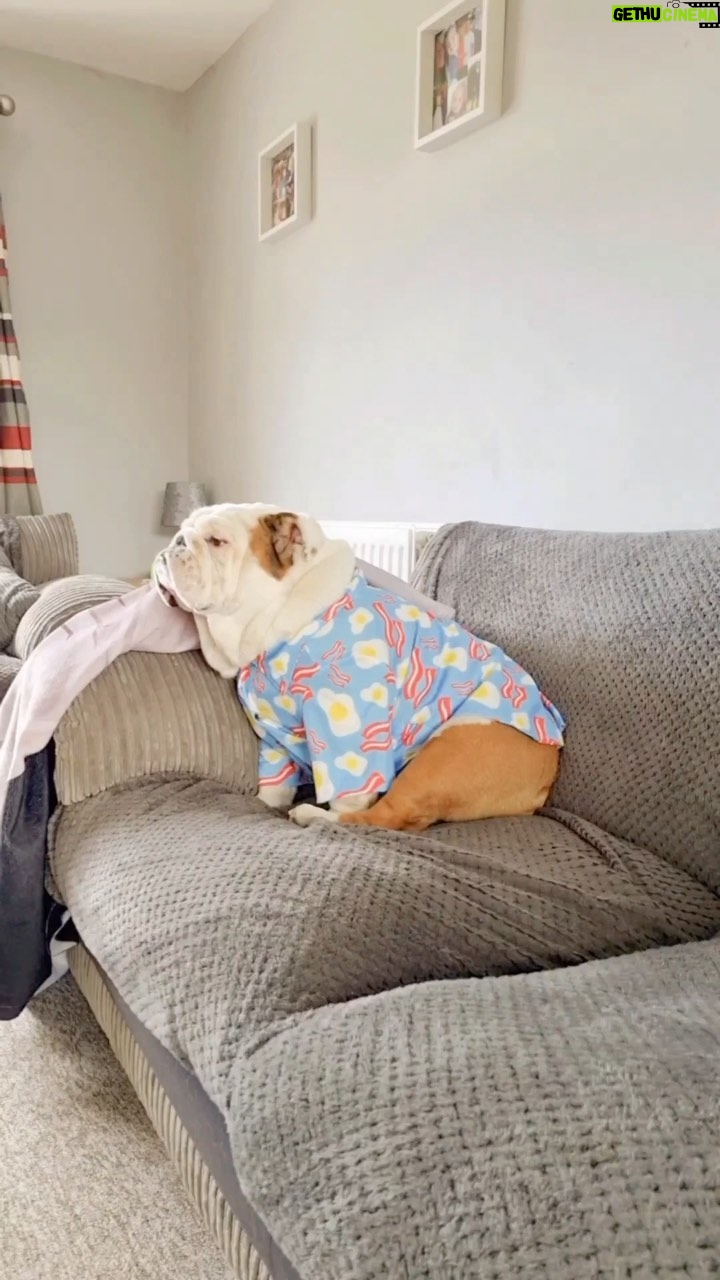 Ellen Rocche - 33.8K Likes - Bom dia com Pablo😂 O cachorro de vocês também  é assim?