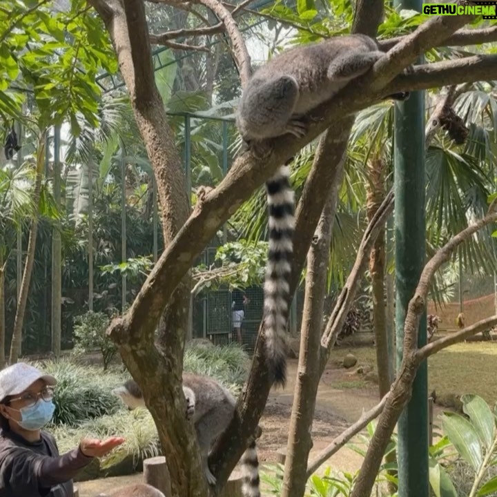 Franda - 44.4K Likes - Had so much fun at @balizoo 🥳🎉
Ini kedua kalinya ke Balizoo dan ga pernah bosen 🤩 Apalagi ada yg baru di Balizoo yaitu area Savannah, suasananya Afrika gituu.. kita bisa liat plus kasih makan African Lion-nya Balizoo yang gagah & terlihat sehat bangettt 🦁
.
Yang punya anak wajib sih kesini.. tempatnya nice & kids friendly banget.. anak2 pasti suka deh! 🎉
.
@balizoo
#explorebalizoo #balizoo #bali
#SamuelFrandaVechia