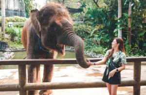 Franda Instagram - Feeding the Sumatran elephant 🐘🐘🐘
@balizoo
.
#balizoo #explorebalizoo
#bali #indonesia