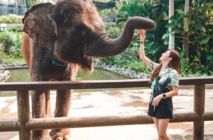 Franda Instagram - Feeding the Sumatran elephant 🐘🐘🐘
@balizoo
.
#balizoo #explorebalizoo
#bali #indonesia
