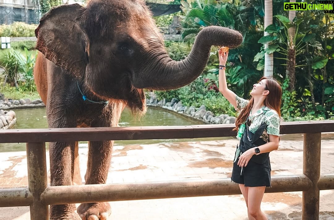 Franda - 68.2K Likes - Feeding the Sumatran elephant 🐘🐘🐘
@balizoo
.
#balizoo #explorebalizoo
#bali #indonesia