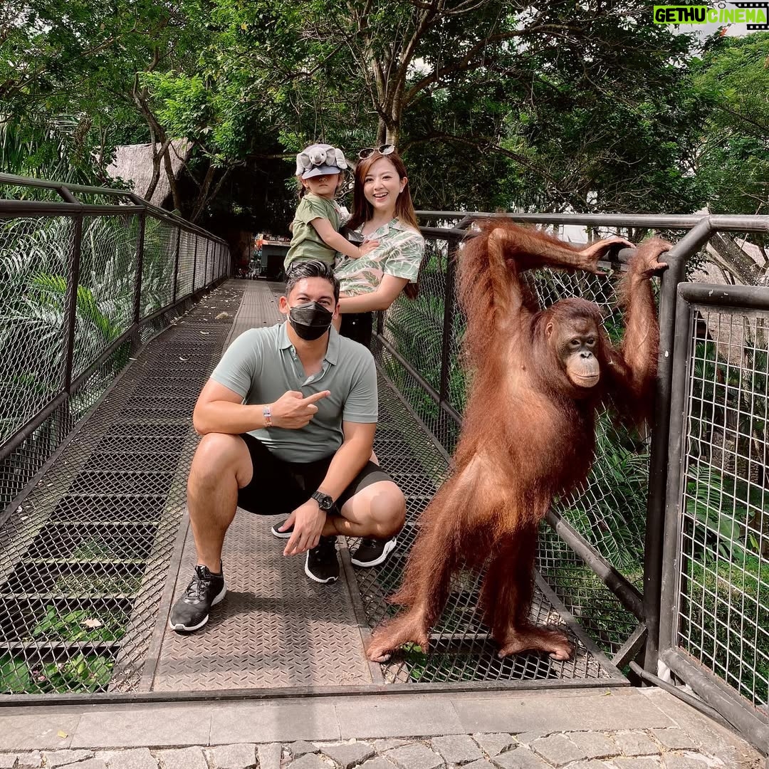 Franda - 44.4K Likes - Had so much fun at @balizoo 🥳🎉
Ini kedua kalinya ke Balizoo dan ga pernah bosen 🤩 Apalagi ada yg baru di Balizoo yaitu area Savannah, suasananya Afrika gituu.. kita bisa liat plus kasih makan African Lion-nya Balizoo yang gagah & terlihat sehat bangettt 🦁
.
Yang punya anak wajib sih kesini.. tempatnya nice & kids friendly banget.. anak2 pasti suka deh! 🎉
.
@balizoo
#explorebalizoo #balizoo #bali
#SamuelFrandaVechia