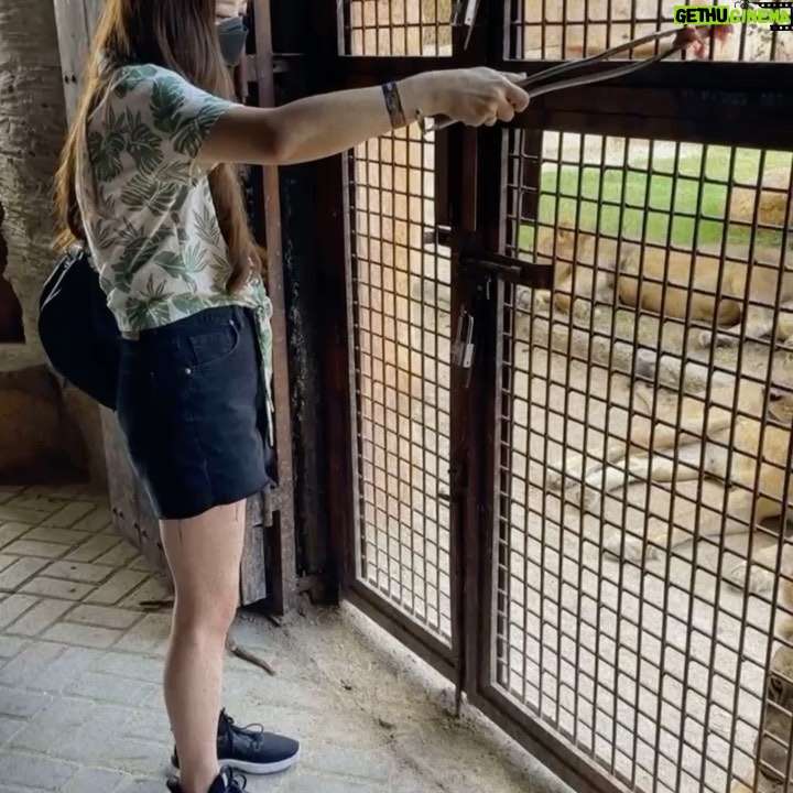 Franda - 44.4K Likes - Had so much fun at @balizoo 🥳🎉
Ini kedua kalinya ke Balizoo dan ga pernah bosen 🤩 Apalagi ada yg baru di Balizoo yaitu area Savannah, suasananya Afrika gituu.. kita bisa liat plus kasih makan African Lion-nya Balizoo yang gagah & terlihat sehat bangettt 🦁
.
Yang punya anak wajib sih kesini.. tempatnya nice & kids friendly banget.. anak2 pasti suka deh! 🎉
.
@balizoo
#explorebalizoo #balizoo #bali
#SamuelFrandaVechia