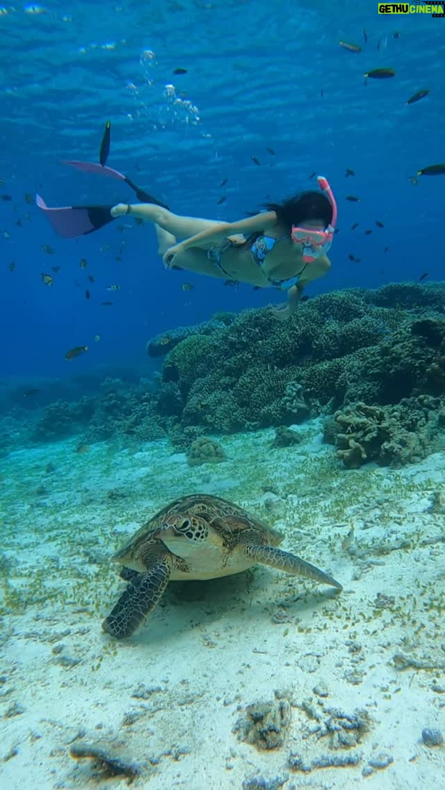 Franki Russell - 3 Likes - i like turtles 🐢🥰🧜🏼‍♀️