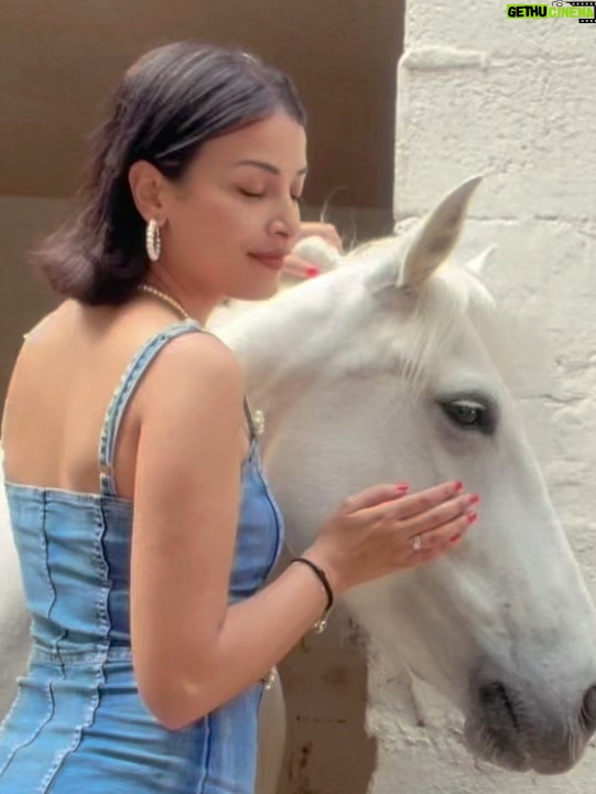 Haifa Rahim - 14K Likes - 🐎❤️ peace❤️