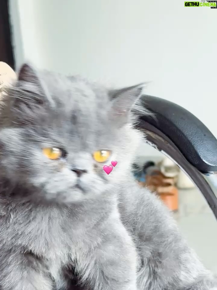 Harshita Singh Gaharwar - 3 Likes - times i took my camera out💕🎀🧸
