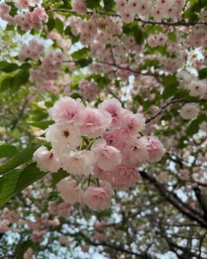 Haruka Nakagawa Instagram - 🇯🇵🌸