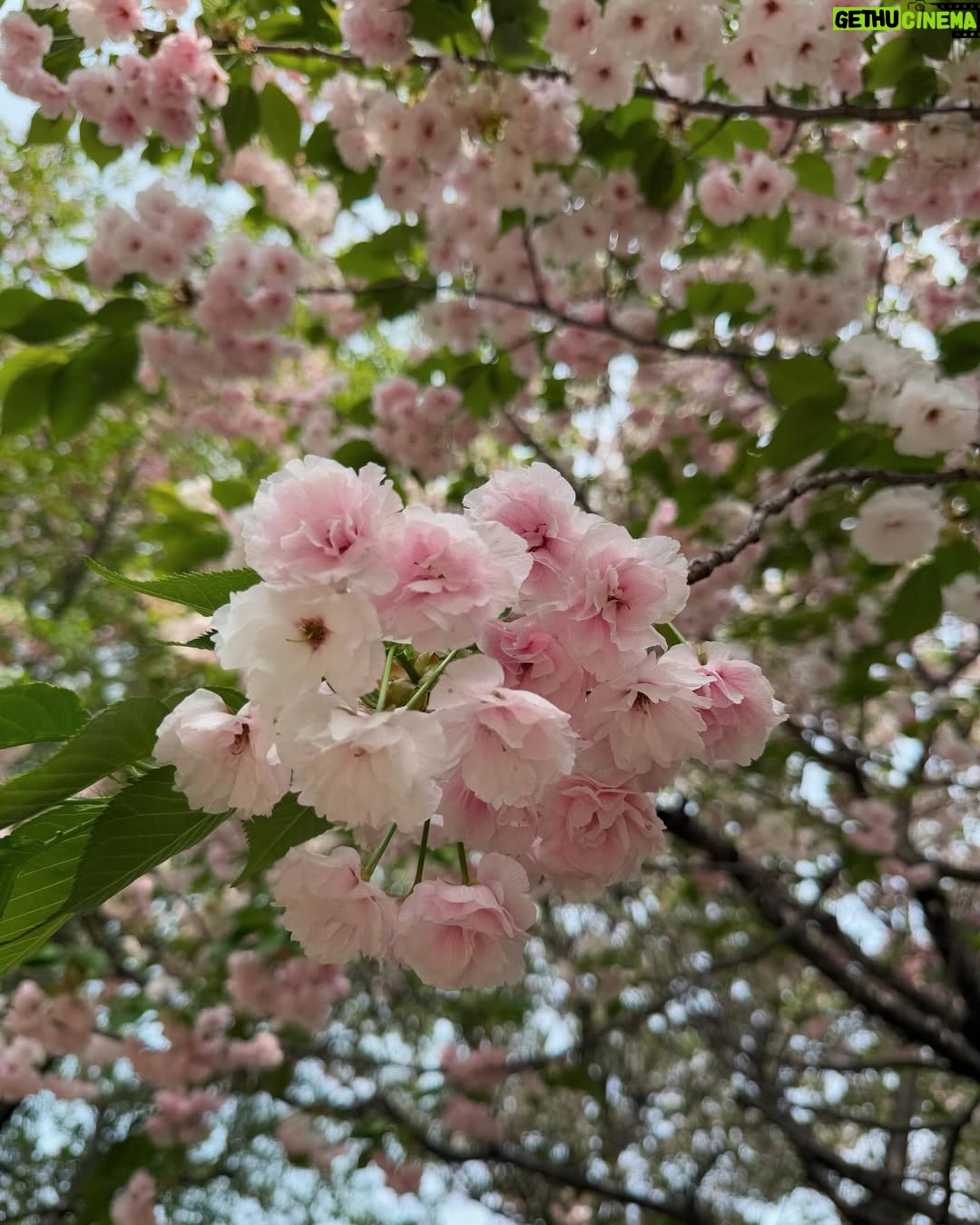 Haruka Nakagawa - 27.7K Likes - 🇯🇵🌸