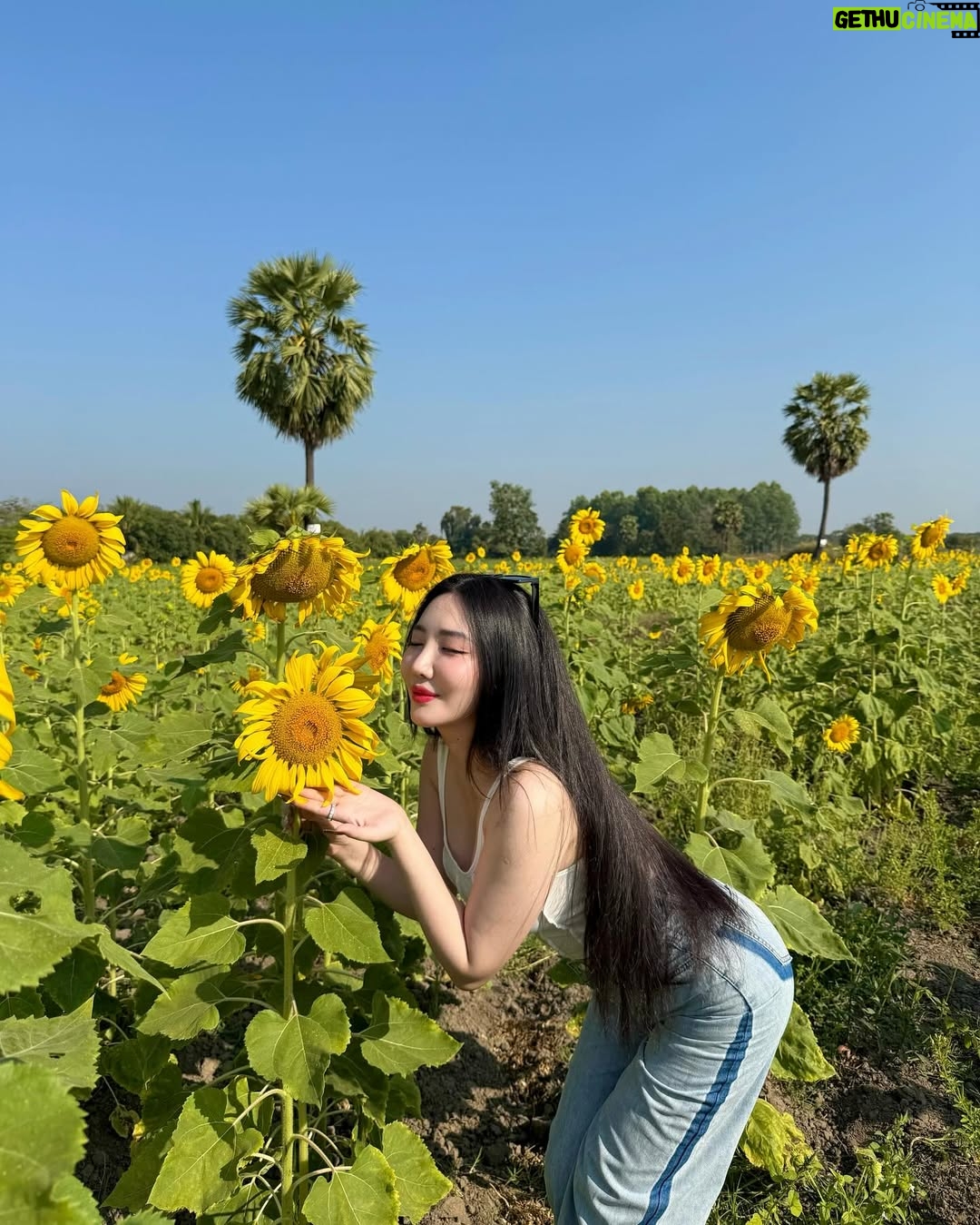 Hsu Eaint San - 3.3K Likes - မင်းရှိတဲ့အရပ်ကို မျက်နှာမူမယ့် နေကြာပန်းလေးပါ 🌻