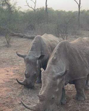 Jessica Nkosi Instagram - We visited @hlanernp … 🇸🇿
I loved how we didn’t have to drive around for a long time to see all the animals they have, I don’t know why they were all out and so close but WOW!! What an experience!!
We also saw elephants but I didn’t get a video… 🐘
Also that lion was massive!!!!!! 🦁
@eswatini_air
@eswatini_tourism