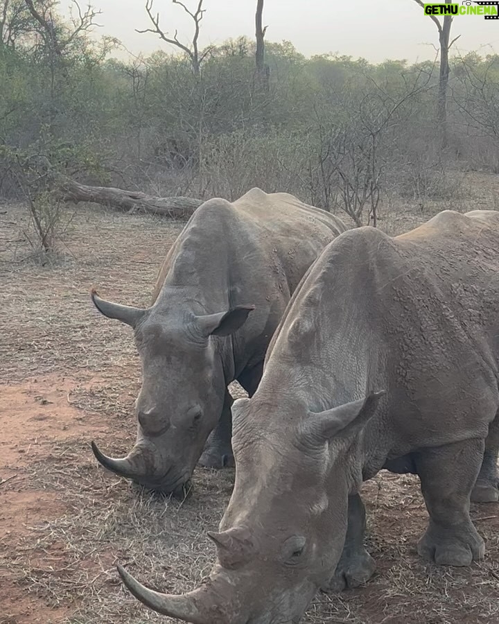Jessica Nkosi - 85.9K Likes - We visited @hlanernp … 🇸🇿
I loved how we didn’t have to drive around for a long time to see all the animals they have, I don’t know why they were all out and so close but WOW!! What an experience!! 
We also saw elephants but I didn’t get a video… 🐘
Also that lion was massive!!!!!! 🦁

@eswatini_air 
@eswatini_tourism