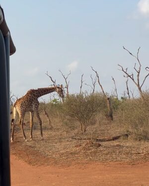 Jessica Nkosi Instagram - We visited @hlanernp … 🇸🇿
I loved how we didn’t have to drive around for a long time to see all the animals they have, I don’t know why they were all out and so close but WOW!! What an experience!!
We also saw elephants but I didn’t get a video… 🐘
Also that lion was massive!!!!!! 🦁
@eswatini_air
@eswatini_tourism