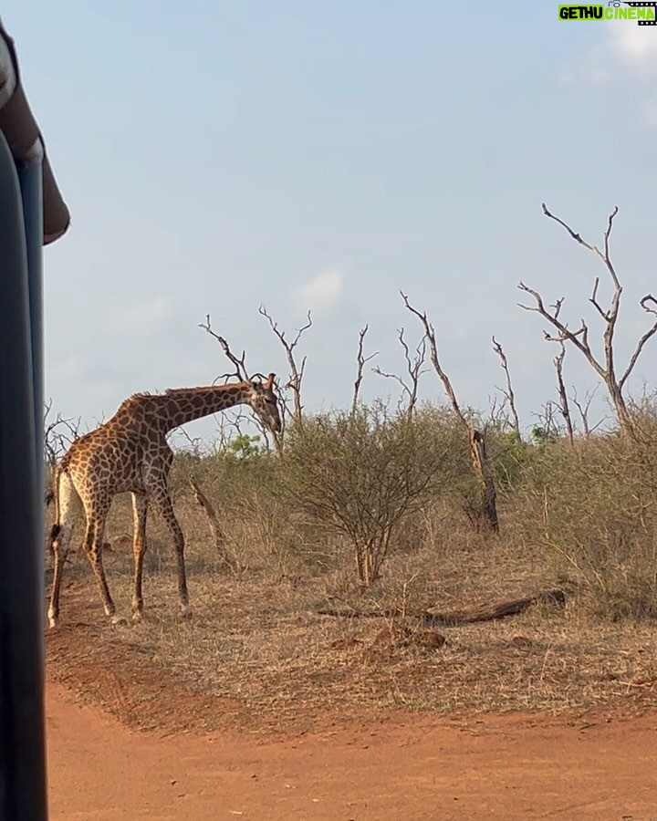 Jessica Nkosi - 85.9K Likes - We visited @hlanernp … 🇸🇿
I loved how we didn’t have to drive around for a long time to see all the animals they have, I don’t know why they were all out and so close but WOW!! What an experience!! 
We also saw elephants but I didn’t get a video… 🐘
Also that lion was massive!!!!!! 🦁

@eswatini_air 
@eswatini_tourism