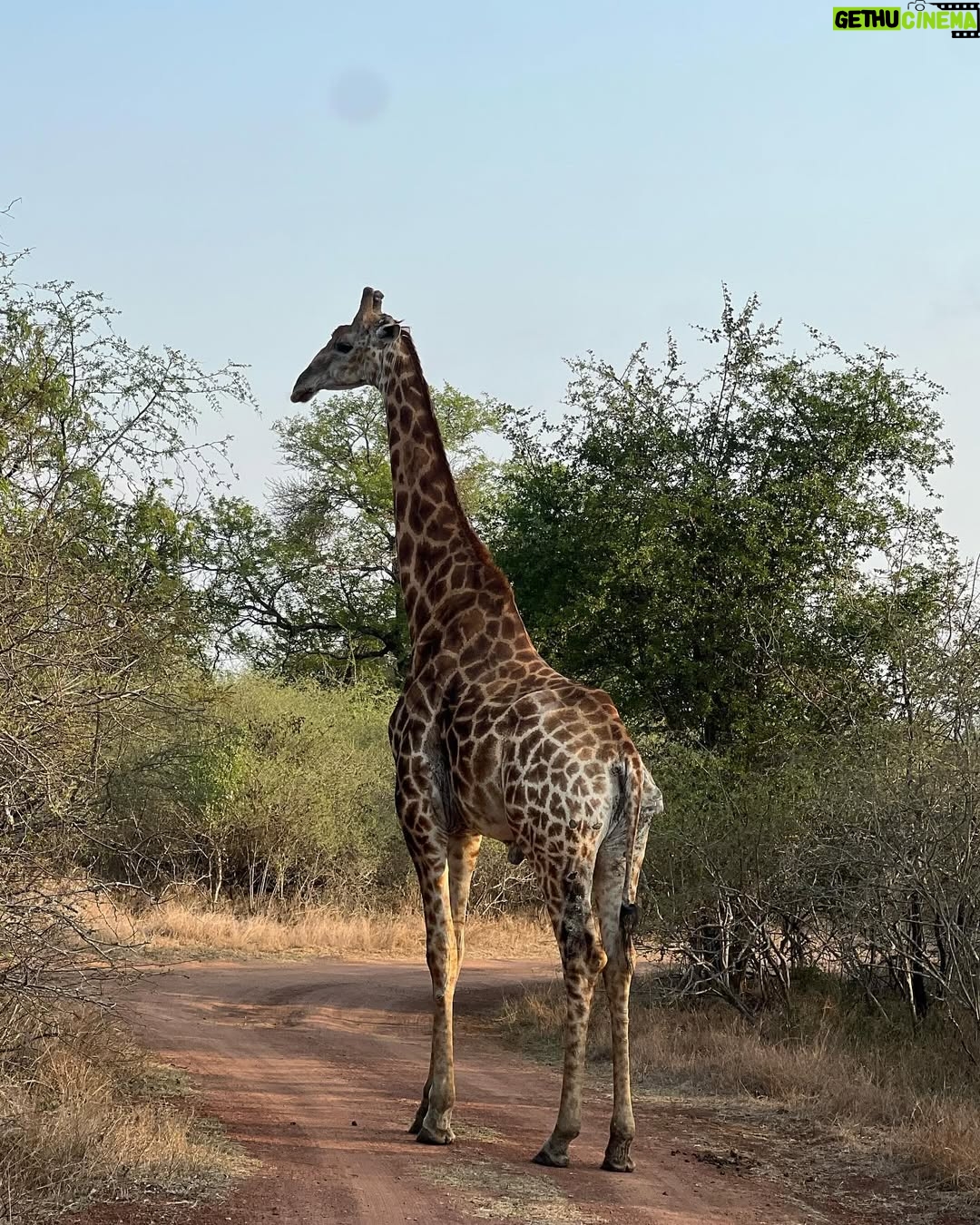 Jessica Nkosi - 85.9K Likes - We visited @hlanernp … 🇸🇿
I loved how we didn’t have to drive around for a long time to see all the animals they have, I don’t know why they were all out and so close but WOW!! What an experience!! 
We also saw elephants but I didn’t get a video… 🐘
Also that lion was massive!!!!!! 🦁

@eswatini_air 
@eswatini_tourism